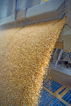 Food Processing Plant